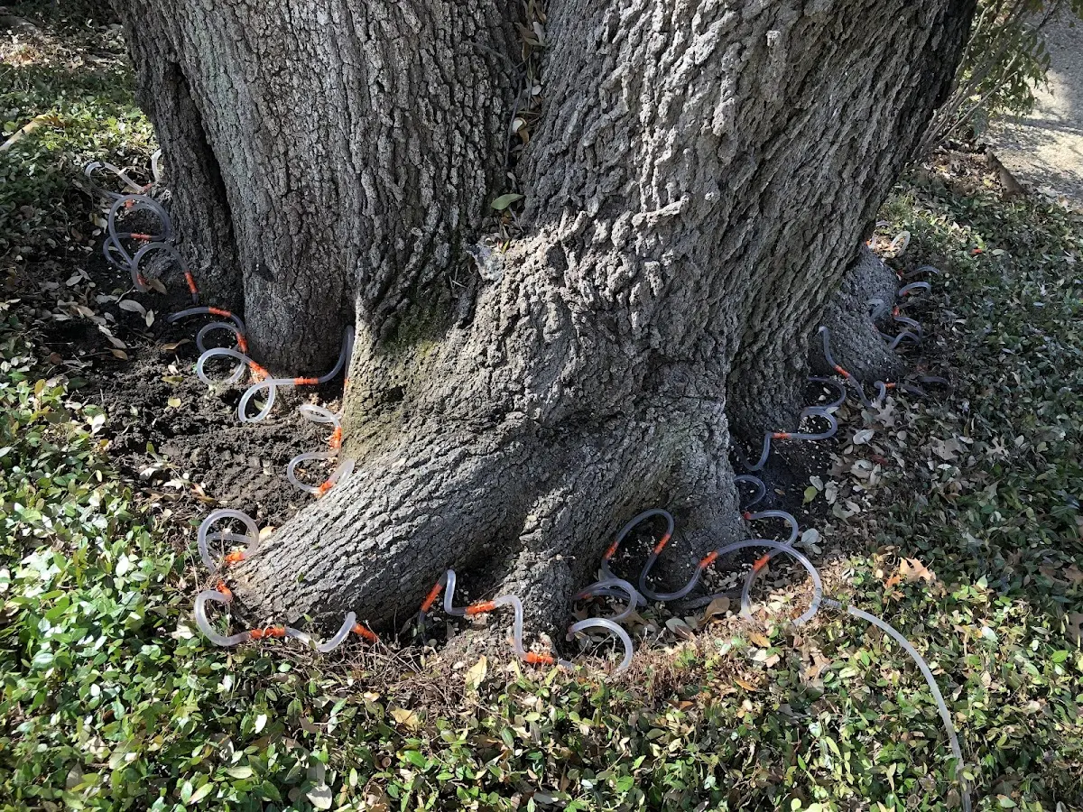 Detailed Tree Cabling and Bracing job site in Malden